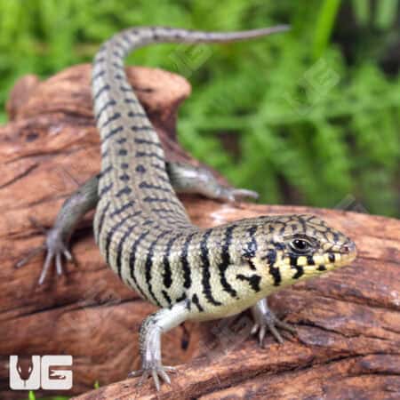 Baby Kenyan Zebra Skink (Trachylepis dichroma) For Sale - Underground Reptiles