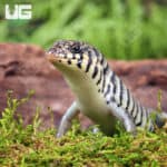 Baby Kenyan Zebra Skink (Trachylepis dichroma) For Sale - Underground Reptiles