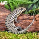 Baby Kenyan Zebra Skink (Trachylepis dichroma) For Sale - Underground Reptiles