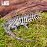 Baby Kenyan Zebra Skink (Trachylepis dichroma) For Sale - Underground Reptiles