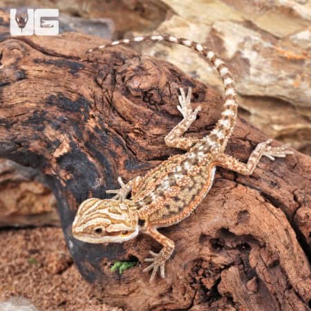 Baby Citrus Dunner Bearded Dragons (Pogona vitticeps) For Sale - Underground Reptiles