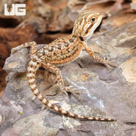Baby Citrus Dunner Bearded Dragons (Pogona vitticeps) For Sale - Underground Reptiles