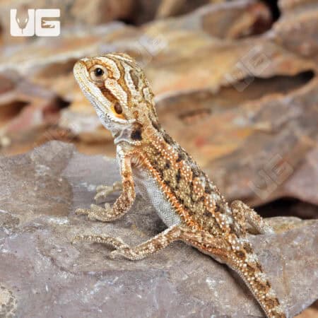 Baby Citrus Dunner Bearded Dragons (Pogona vitticeps) For Sale - Underground Reptiles