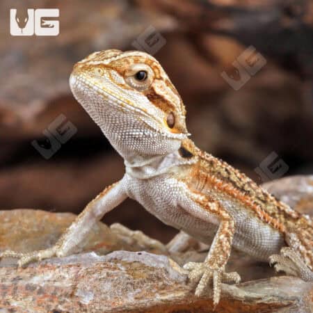 Baby Citrus Dunner Bearded Dragons (Pogona vitticeps) For Sale - Underground Reptiles