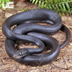 Black Racers For Sale - Underground Reptiles