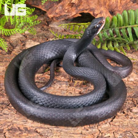 Black Racers For Sale - Underground Reptiles