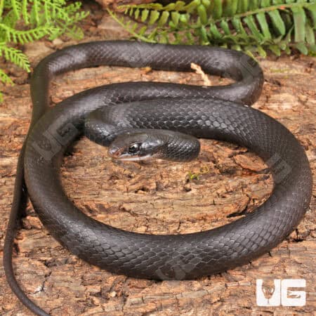 Black Racers For Sale - Underground Reptiles