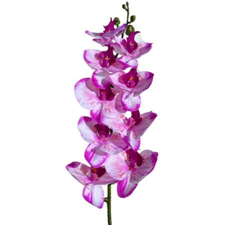 Beautiful pink orchid flower with vibrant petals, perfect for reptile habitat decor.
