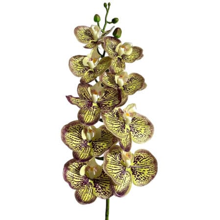 Orchid flower with yellow and purple markings, ideal for reptile terrarium decor.