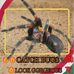 April 2025 UGmon Card