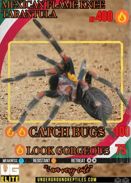 April 2025 UGmon Card