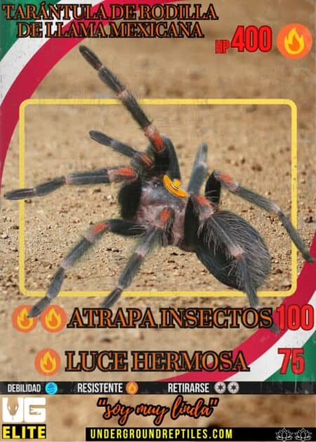 April 2025 UGmon Card