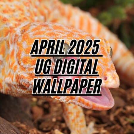 April 2025 UG Digital Wallpaper - Albino Tokay Gecko