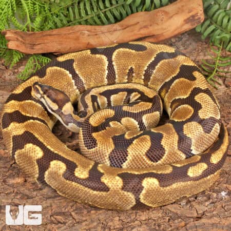 Adult Female Fire Enchi Ball Python For Sale - Underground Reptiles