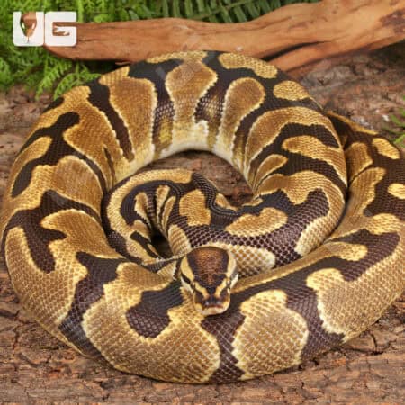 Adult Female Fire Enchi Ball Python For Sale - Underground Reptiles