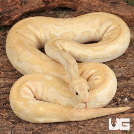 Adult Male Banana Fire Clown Ball Pythons For Sale - Underground Reptiles