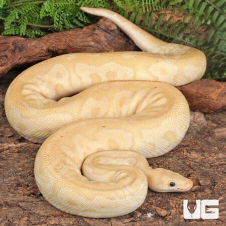 Adult Male Banana Fire Clown Ball Pythons For Sale - Underground Reptiles