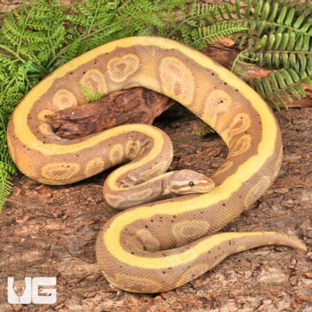 Adult Male Banana Genetic Stripe Ball Python (Python regius) For Sale - Underground Reptiles