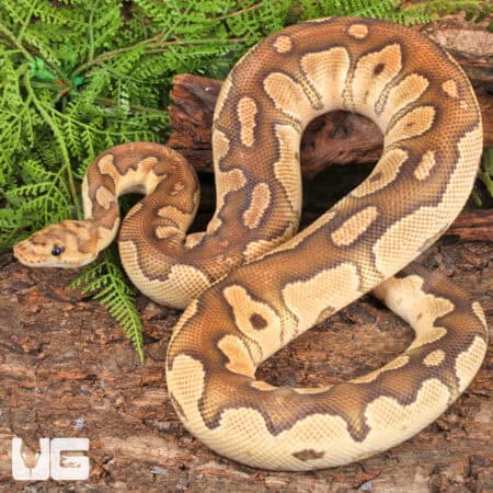 Adult Male Mojave Clown Ball Python (Python regius) For Sale - Underground Reptiles