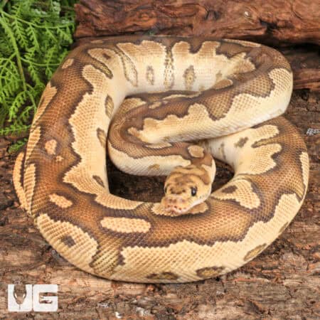 Adult Male Mojave Clown Ball Python (Python regius) For Sale - Underground Reptiles