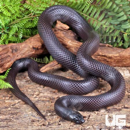Adult mexican black Kingsnakes for sale - Underground Reptiles