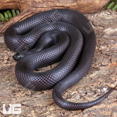 Adult mexican black Kingsnakes for sale - Underground Reptiles