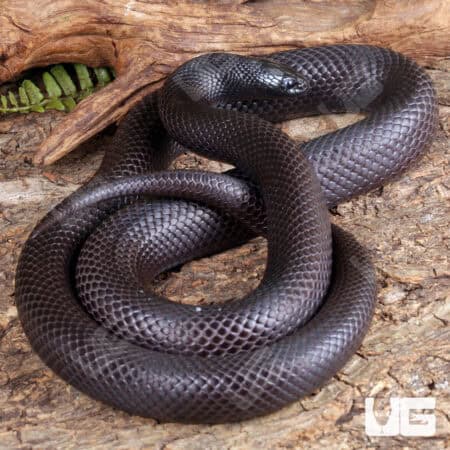 Adult mexican black Kingsnakes for sale - Underground Reptiles