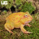 Albino Pacman Frogs For Sale - Underground Reptiles