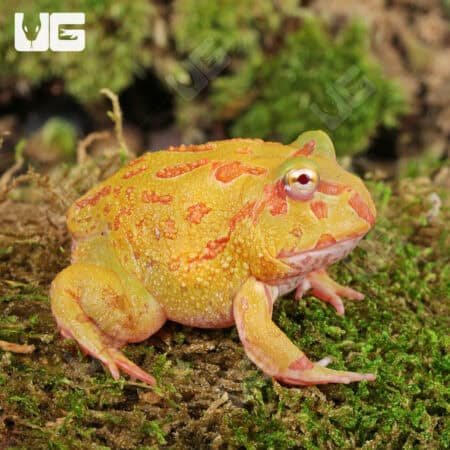 Albino Pacman Frogs For Sale - Underground Reptiles