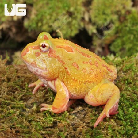 Albino Pacman Frogs For Sale - Underground Reptiles