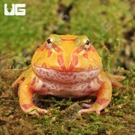 Albino Pacman Frogs For Sale - Underground Reptiles