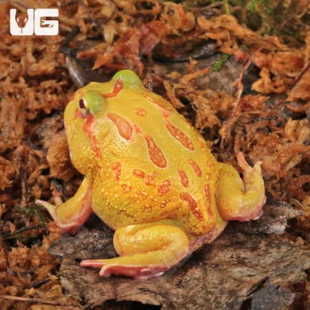 Albino Pacman Frogs For Sale - Underground Reptiles