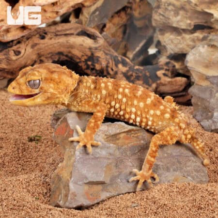 Amyae Knobtail Gecko (Nephrurus amyae)  For Sale - Underground Reptiles