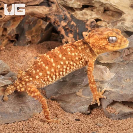 Amyae Knobtail Gecko (Nephrurus amyae)  For Sale - Underground Reptiles