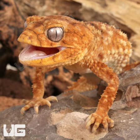 Amyae Knobtail Gecko (Nephrurus amyae)  For Sale - Underground Reptiles