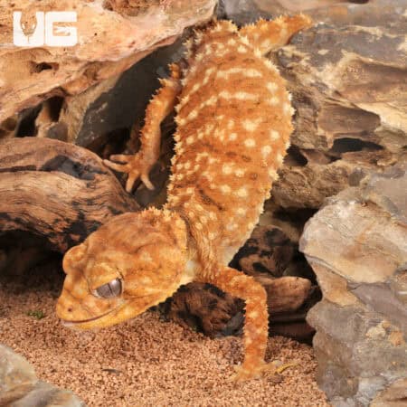 Amyae Knobtail Gecko (Nephrurus amyae)  For Sale - Underground Reptiles