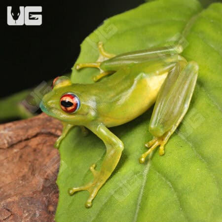 Ankafana Bright Eyed Frog (Boophis luteus) For Sale - Underground Reptiles