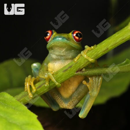 Ankafana Bright Eyed Frog (Boophis luteus) For Sale - Underground Reptiles