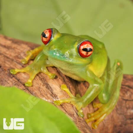 Ankafana Bright Eyed Frog (Boophis luteus) For Sale - Underground Reptiles
