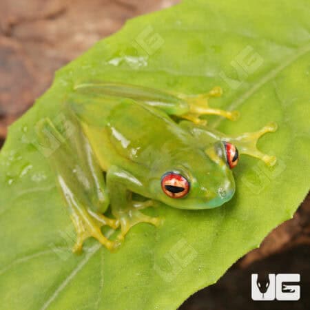 Ankafana Bright Eyed Frog (Boophis luteus) For Sale - Underground Reptiles