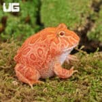 Apricot Pacman Frogs For Sale - Underground Reptiles