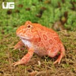 Apricot Pacman Frogs For Sale - Underground Reptiles