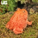 Apricot Pacman Frogs For Sale - Underground Reptiles