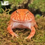 Apricot Pacman Frogs For Sale - Underground Reptiles