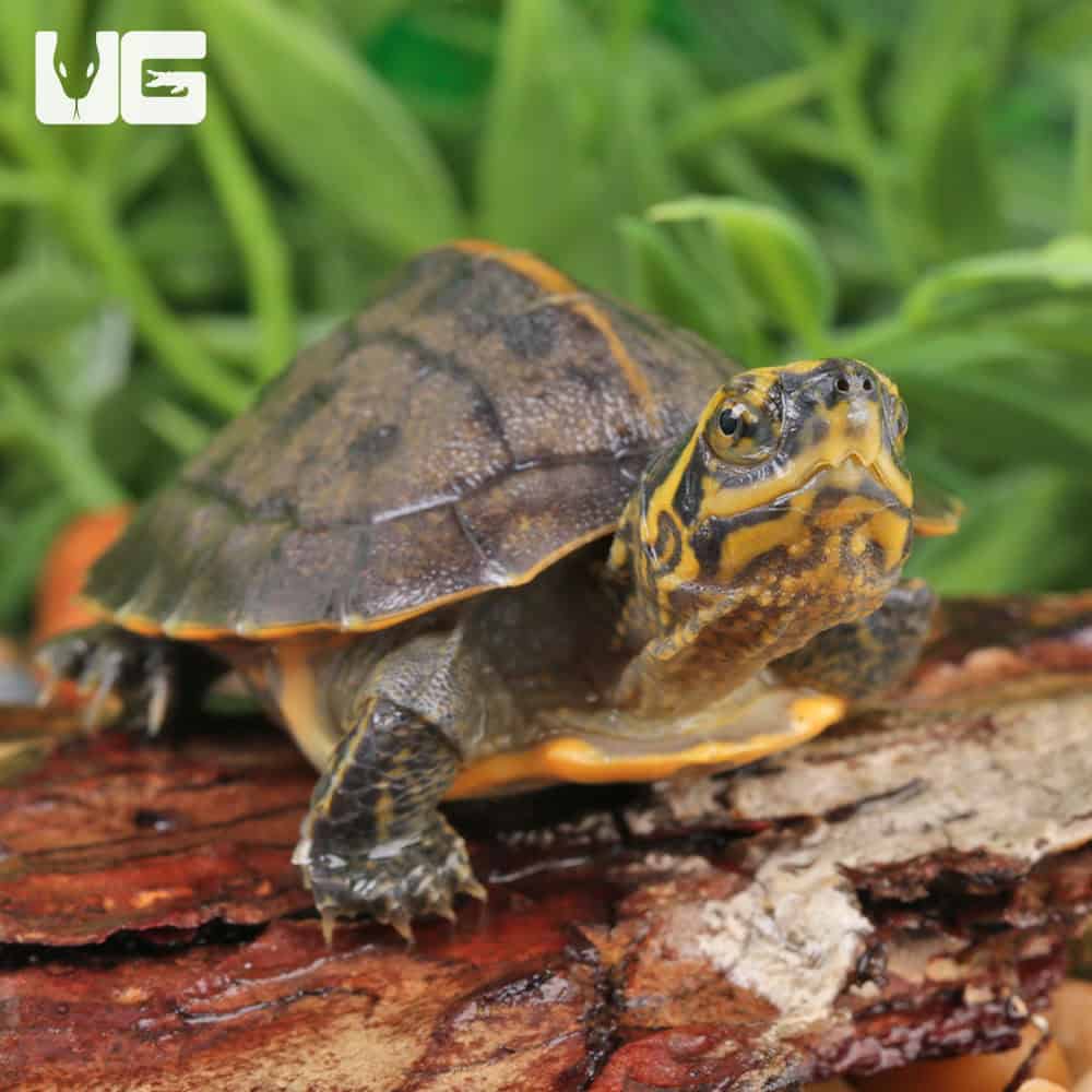 Baby Yellow-Headed Temple Turtles For Sale - Underground Reptiles