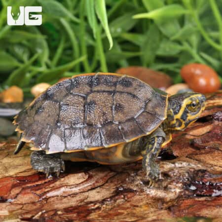 Baby Yellow-Headed Temple Turtles For Sale - Underground Reptiles