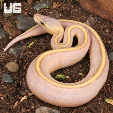 Baby Banana Pastel Genetic Stripe Ball Pythons (Python regius) For Sale - Underground Reptiles