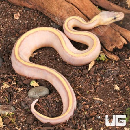 Baby Banana Pastel Genetic Stripe Ball Pythons (Python regius) For Sale - Underground Reptiles