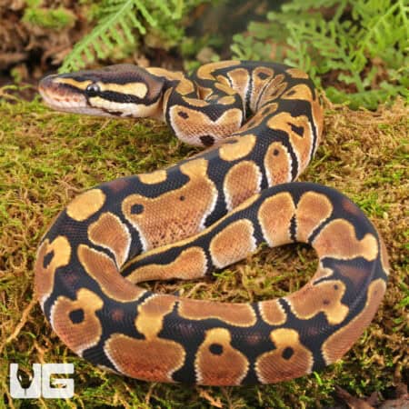 Baby Ball Pythons For Sale - Underground Reptiles