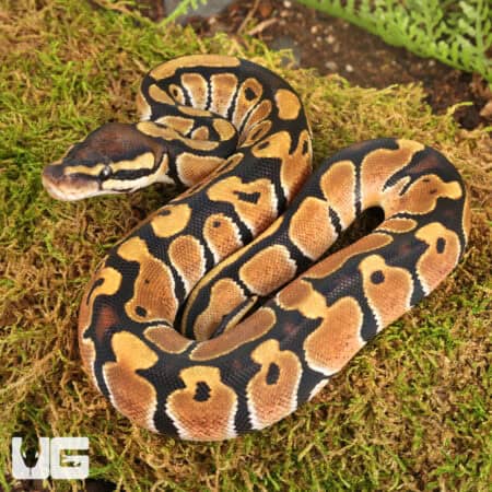Baby Ball Pythons For Sale - Underground Reptiles